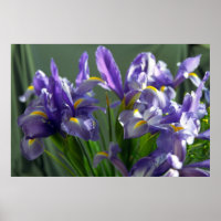 Purple Iris Flowers Poster Art Print