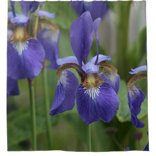 Purple iris flowers shower curtain