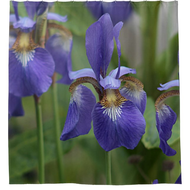 Purple iris flowers shower curtain (Front)