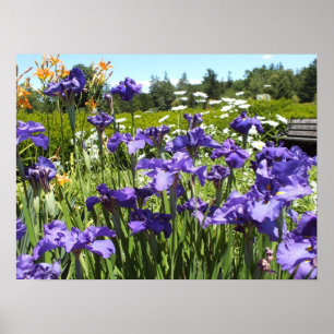 Purple Iris Garden Poster