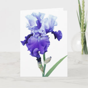 purple iris greeting card