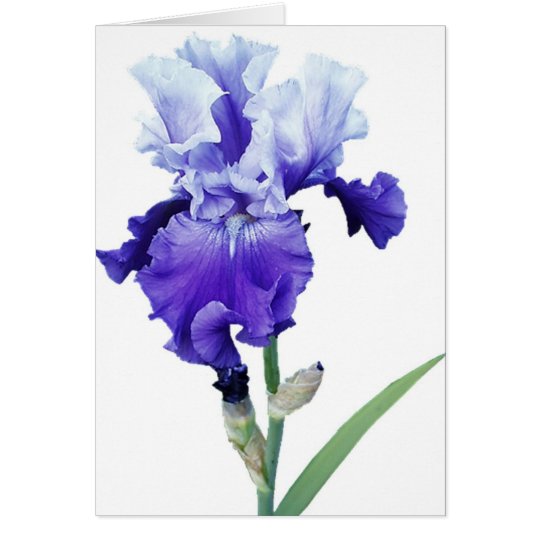 purple iris greeting card