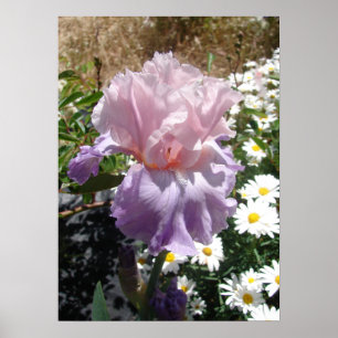 Purple Iris Irises Cottage Garden art Plant Poster