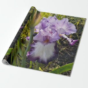 Purple Iris irises flowers Lavender Lilac Bearded  Wrapping Paper