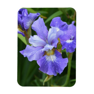 Purple iris magnet