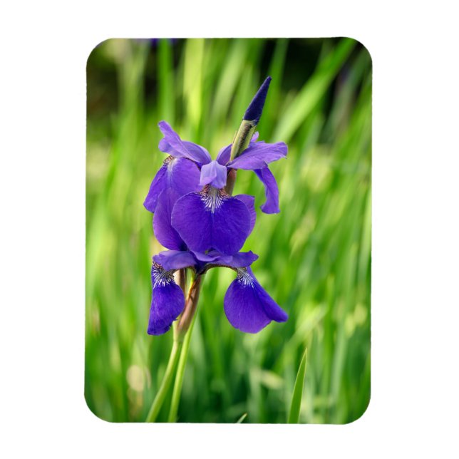 Purple Iris Magnet (Vertical)
