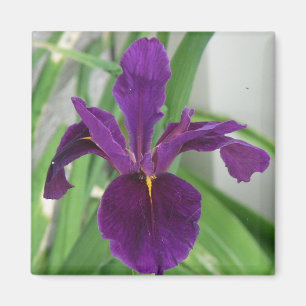 Purple Iris Magnet