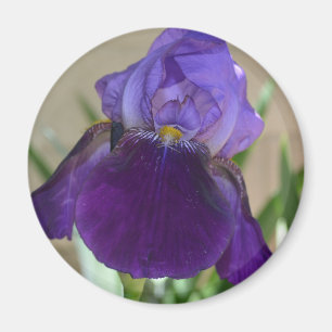 Purple Iris Magnet