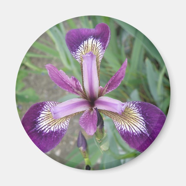 Purple Iris Magnet (Front)