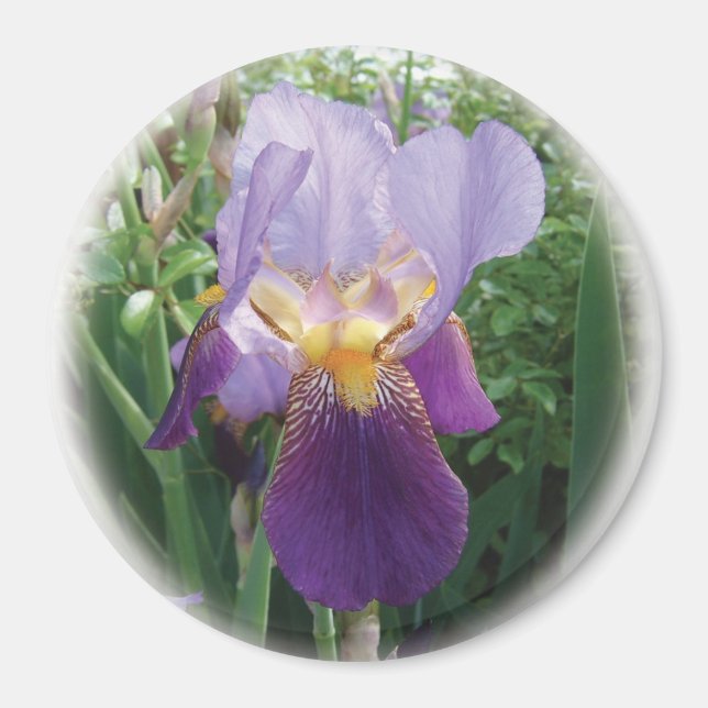 Purple Iris Magnet (Front)