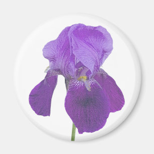 Purple Iris Magnet