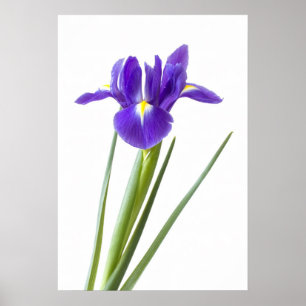 Purple iris on white poster