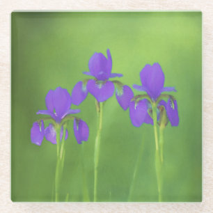 Purple Iris Painting - Original Flower Art Glass Coaster