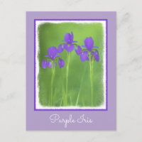 Purple Iris Painting - Original Flower Art