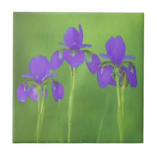 Purple Iris Painting - Original Flower Art Tile