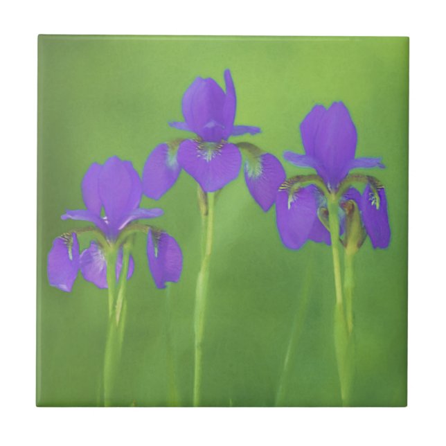 Purple Iris Painting - Original Flower Art Tile (Front)