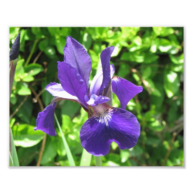 Purple Iris Photo Print (Front)