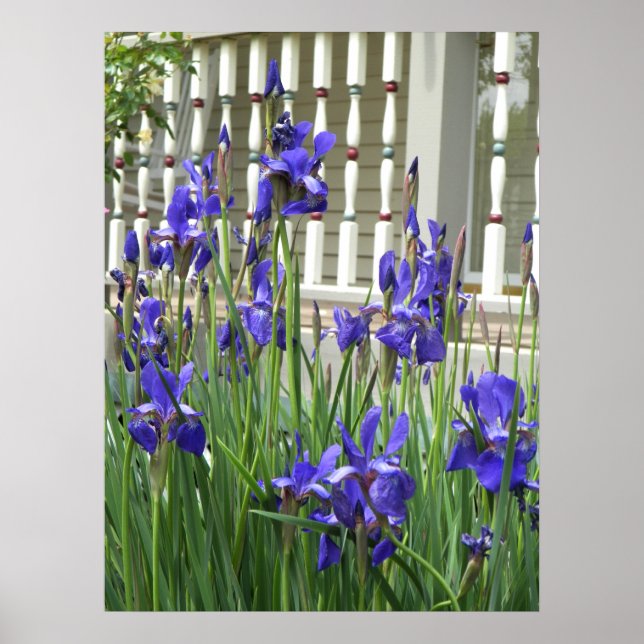 Purple Iris Photograph Poster (Front)