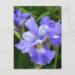 Purple iris postcard