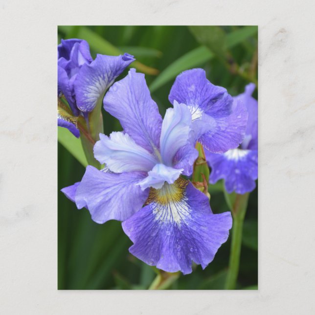 Purple iris postcard (Front)