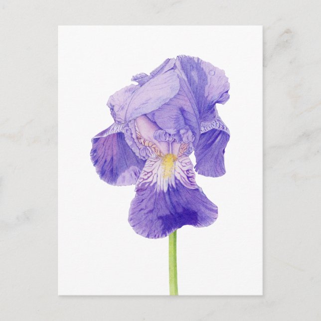 Purple Iris Postcard (Front)