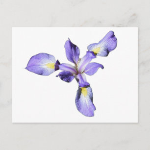 Purple Iris Postcard