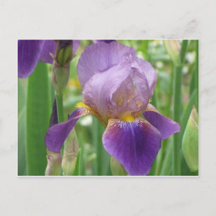 Purple Iris Postcard