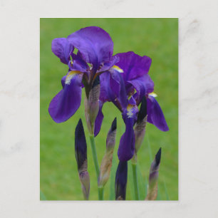 Purple Iris Postcard