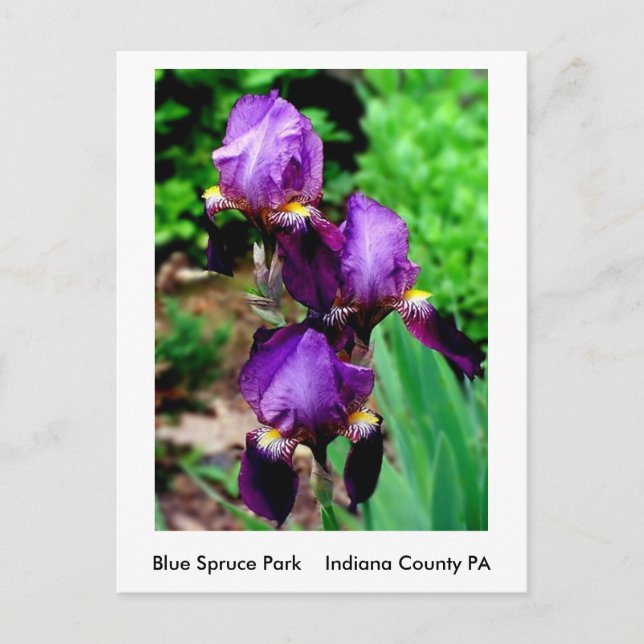 Purple Iris Postcard (Front)
