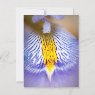 Purple Iris Postcard