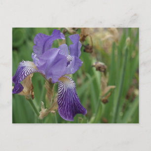 Purple Iris Postcard