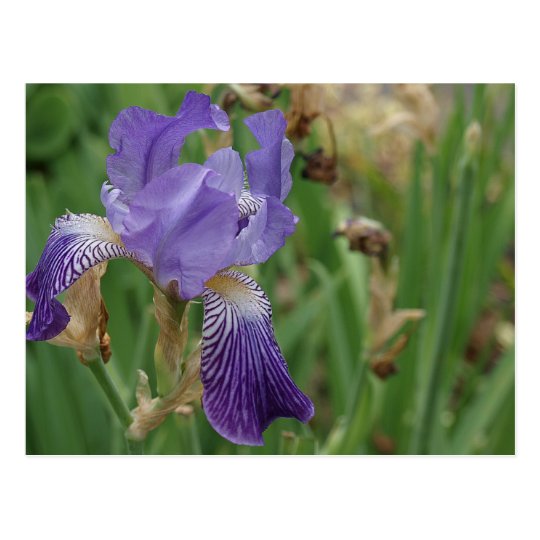 Purple Iris Postcard