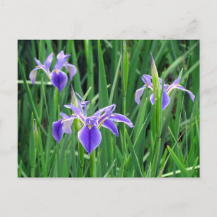 Purple Iris Postcard
