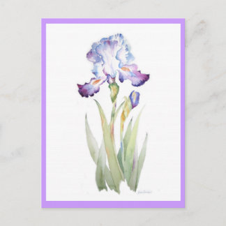 Purple Iris Postcard