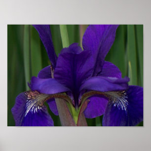 Purple Iris Poster
