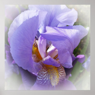 purple iris poster