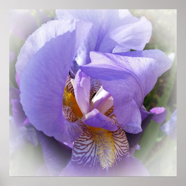 purple iris poster (Front)