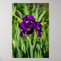 Purple Iris