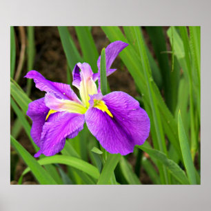 Purple Iris Poster