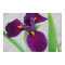 Purple Iris