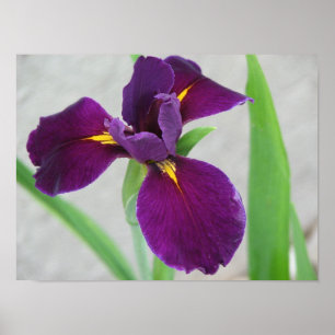 Purple Iris Poster