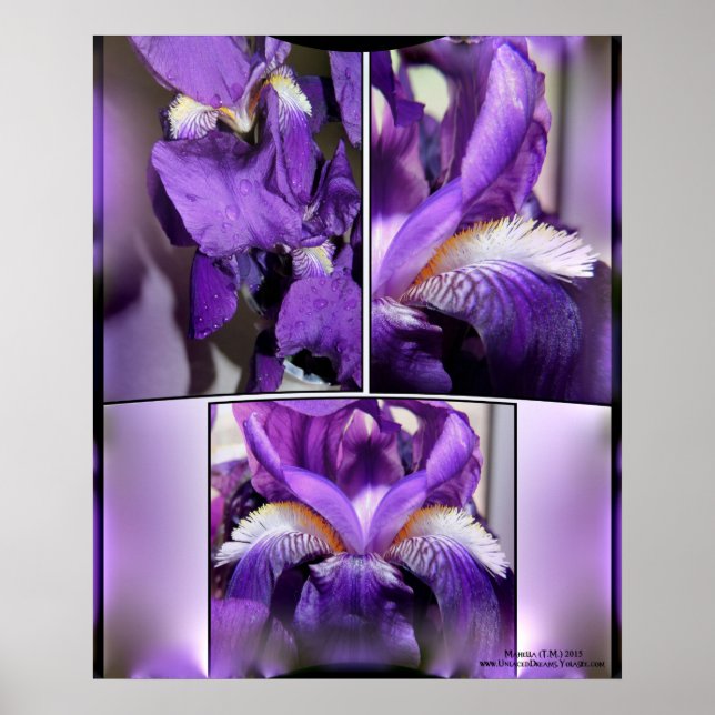 Purple Iris Poster (Front)