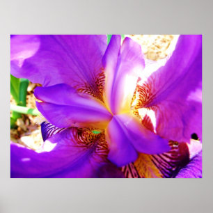 Purple Iris Poster