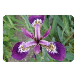 Purple Iris Premium Magnet