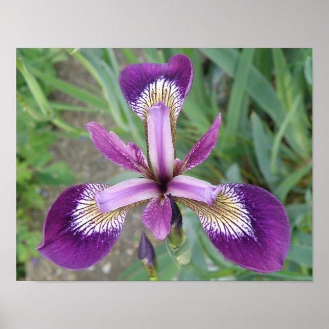 Purple Iris Print (Front)
