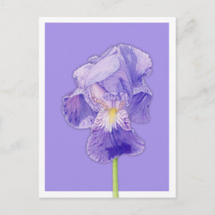 Purple Iris purple Postcard