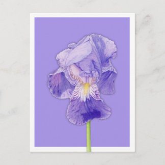 Purple Iris purple Postcard