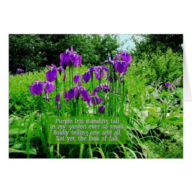 Purple Iris Standing Tall (Front Horizontal)
