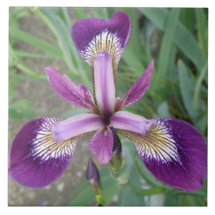 Purple iris Tile