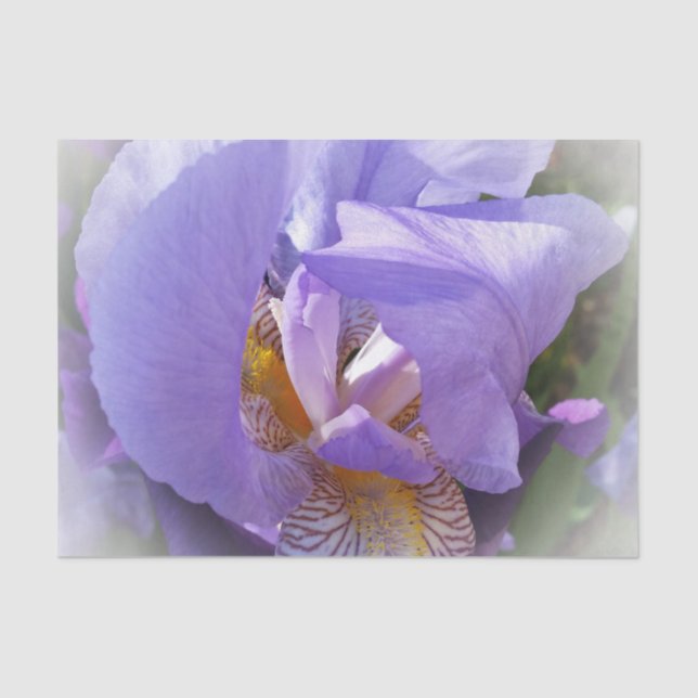 purple iris tissue paper (Front)